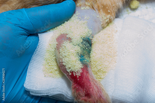 Effects of sugar with antibiotic dressings on wound healing photo