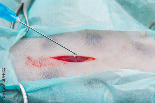 skin incision in cat spay surgery and adrenaline solution for hemostasis photo