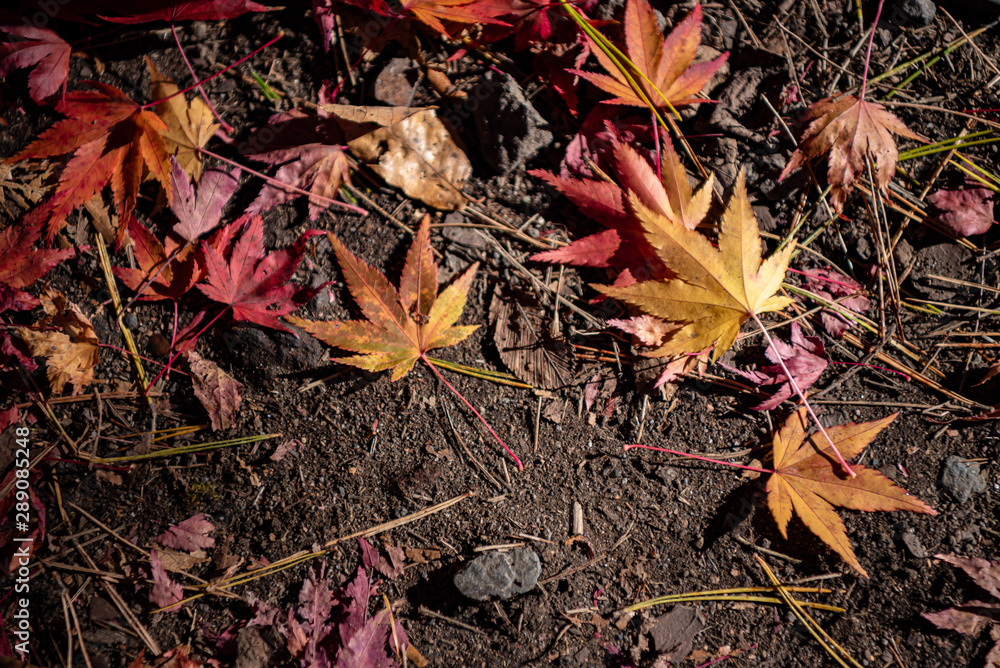 Colorful various Autumn fallen leaves on the ground. dried leaf cover surface of land. close-up, top view from above, multicolor beautiful seasonal concept backgrounds