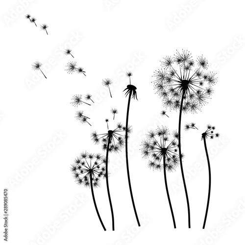 Silhouette of a dandelion with flying seeds. Black contour of a dandelion. Black and white illustration of a flower. Summer plant.