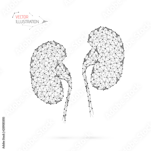 Abstract vector illustration of human kidneys.  Low poly geometric model. Medicine icon.