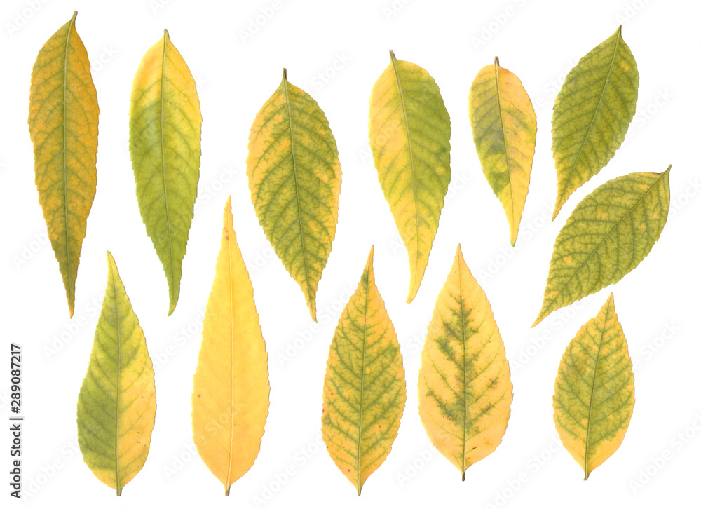 Photo of autumn leaves on a white background Photo of autumn leaves on a white background