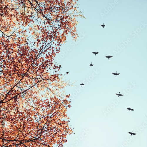 Migratory birds flying in the shape of v over autumn forest with birch trees. Sky and clouds with effect of pastel colored.Instagram size © flowertiare