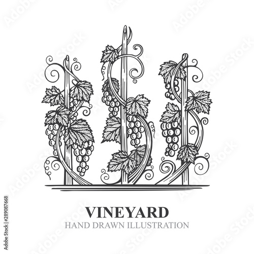 Grapes in vineyard. Hand drawn vine and grape bunch engraving style illustration. Vineyard stylized logo and design element. Wine theme grape and vine vintage style ornament. Part of set.