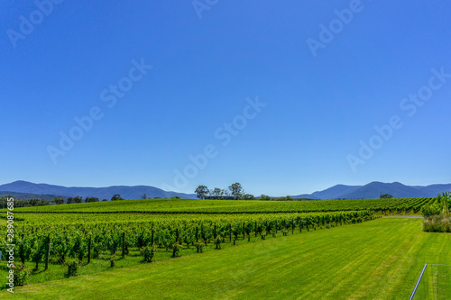 Yarra Valley. Australia's Premier Wine region,  nearby Melbourne in Victoria. Concept of Winemaking, Grape Cultivation, Wine Production and Tourism. photo