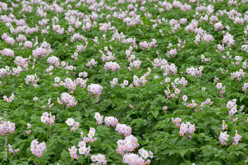 Field of flowering potatoes. Polder Netherlands