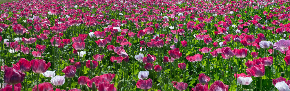 Field of poppies. Poppy flower. Agriculture. Netherlands Field of poppies. Poppy flower. Agriculture. Netherlands