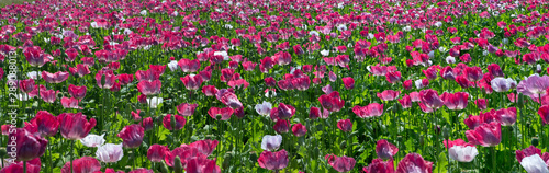 Field of poppies. Poppy flower. Agriculture. Netherlands