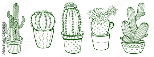 Hand drawn vector cactus