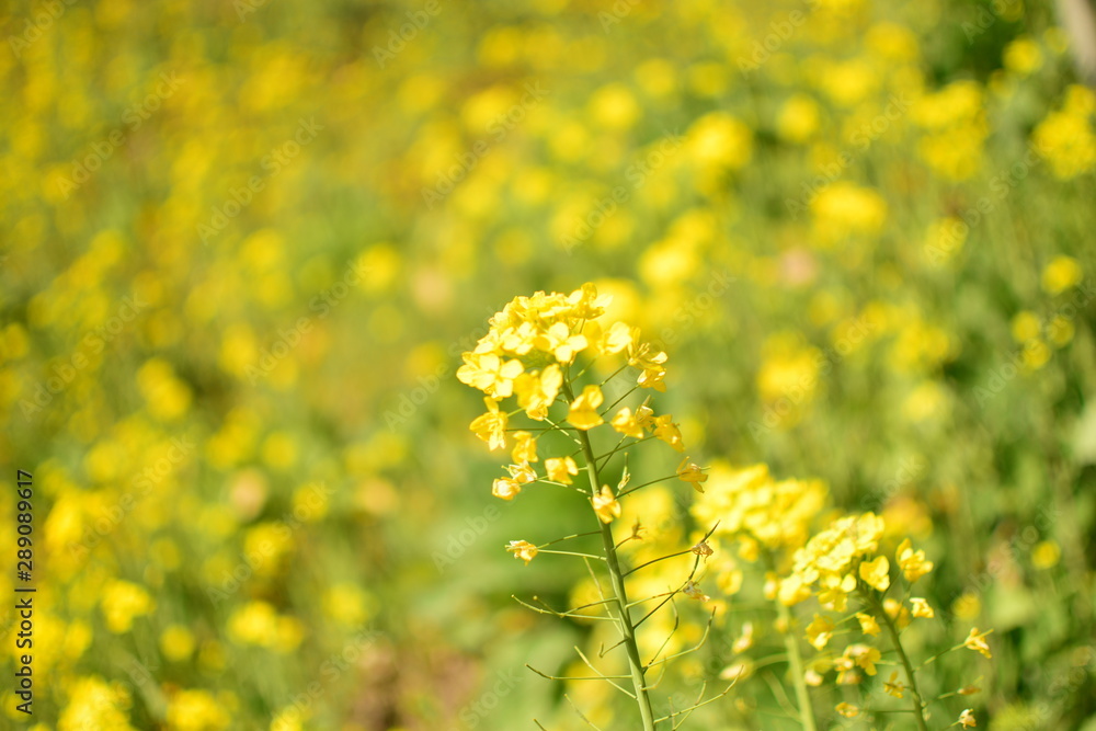 Obraz premium 美しき菜の花