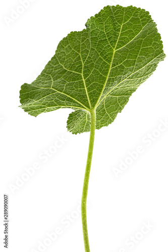 Green leaf of mallow, isolated on white background