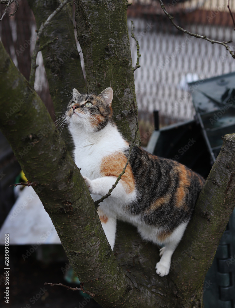 Obraz premium Colored and curious kitten climbs on branch of cherry tree and she is in the middle of hunting on birds. Fantastic cat training her abilities