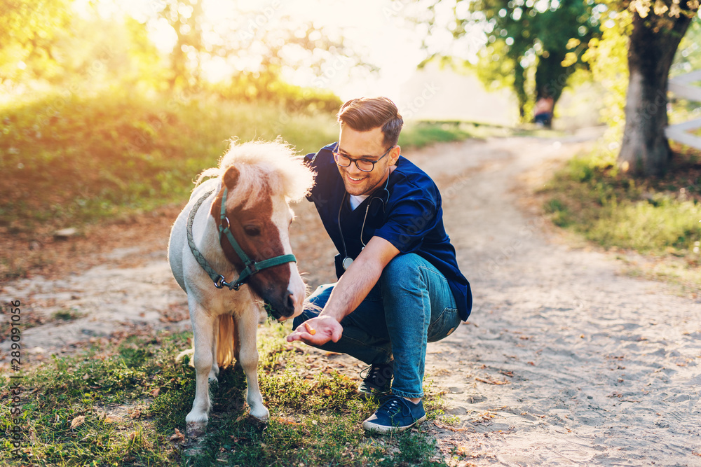 Fototapeta premium Young attractive male veterinarian examining and feeding adorable little pony horse.