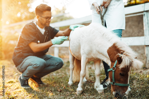 Male and female veterinarians giving injection to a pony horse. © hedgehog94