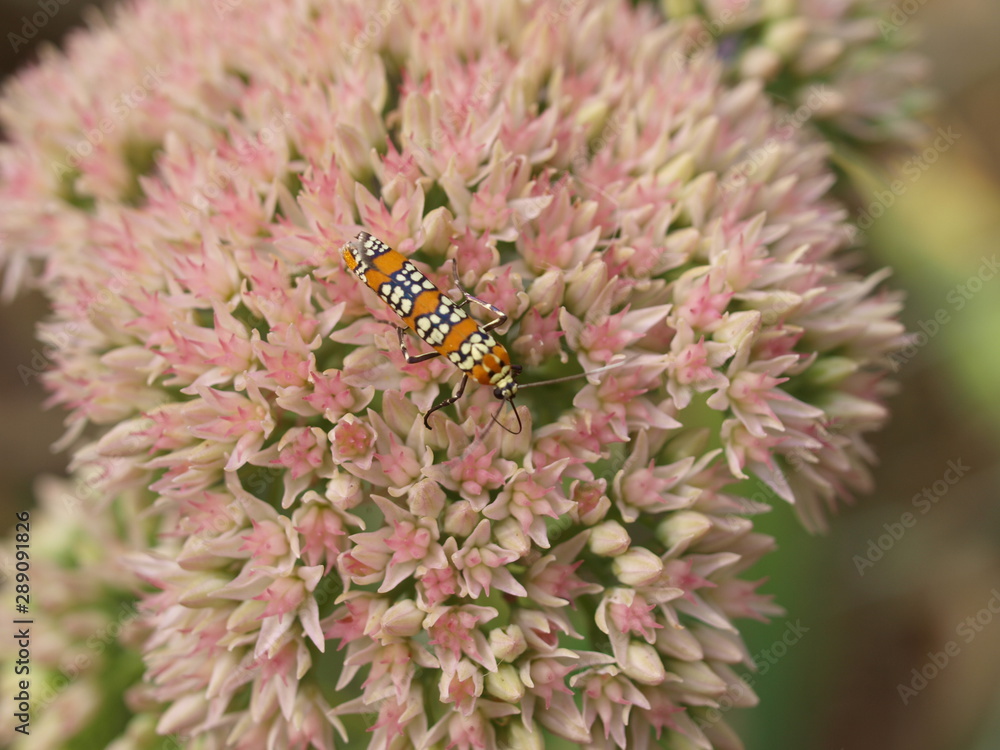Tiny Ailanthus webworm moth feeds on a pink sedum blossom. Tiny Ailanthus webworm moth feeds on a pink sedum blossom.