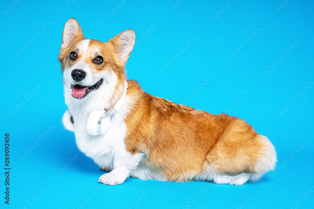 Welsh Corgi white and brown colored Cardigan Dog Standing on Isolated blue Background, side view
