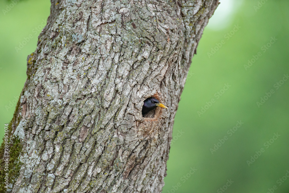 Common starling, with it's head sticking out of the nest Common starling, with it's head sticking out of the nest