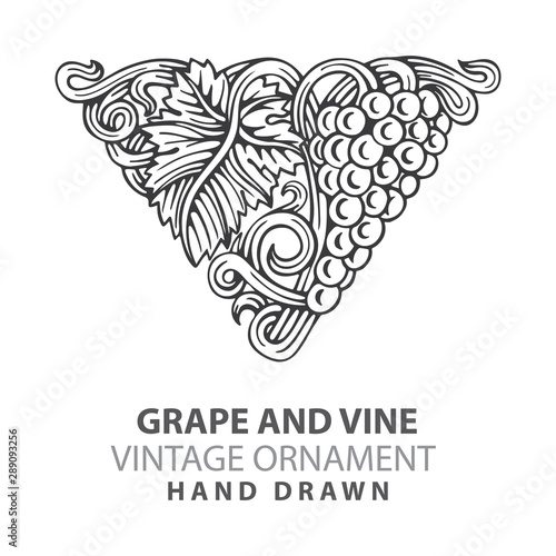 Grape. Hand drawn grape and vine engraving style illustrations set. Bunch of grapes vector design element. Grape and vine logo and background. Wine theme grape and vine vintage style ornament. Part of