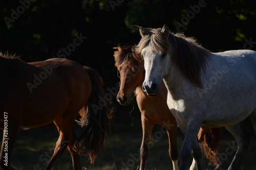Horses