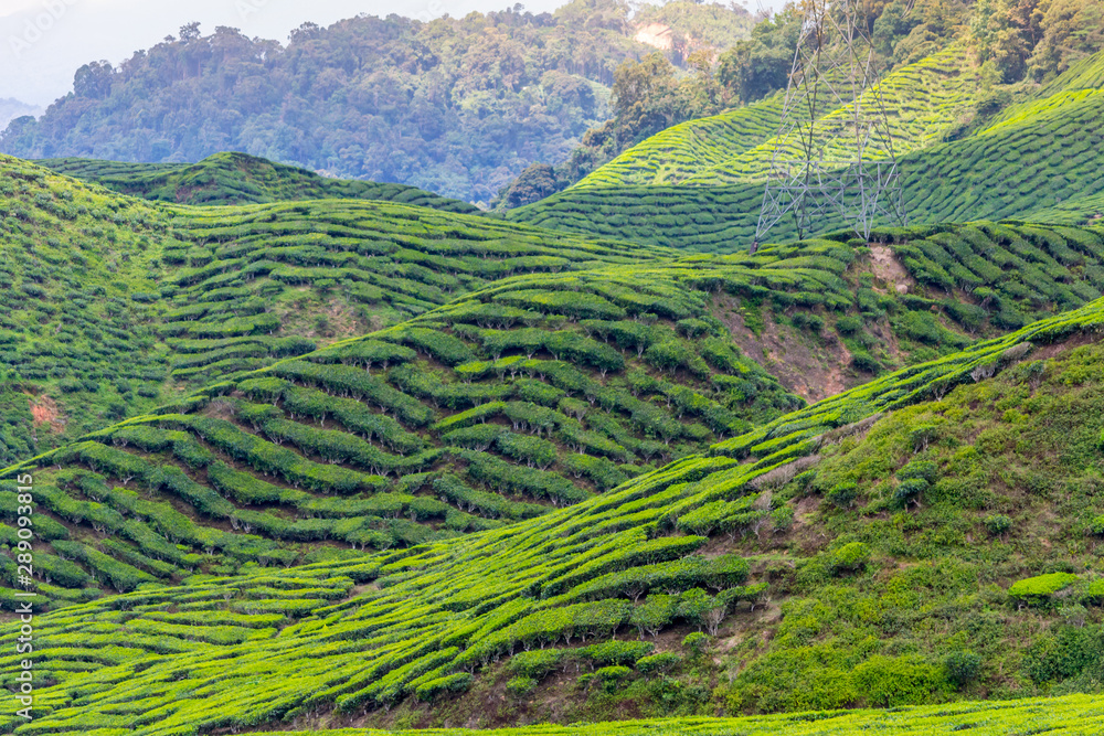 Fototapeta premium Green tea plantations of Cameron Highlands in Malaysia
