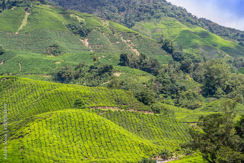 Green tea plantations of Cameron Highlands in Malaysia