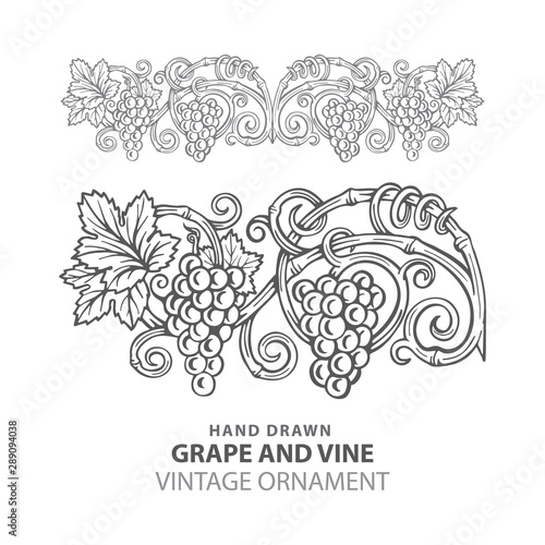 Grape. Hand drawn grape and vine engraving style illustrations set. Bunch of grapes vector design element. Grape and vine logo and background. Wine theme grape and vine vintage style ornament. Part of