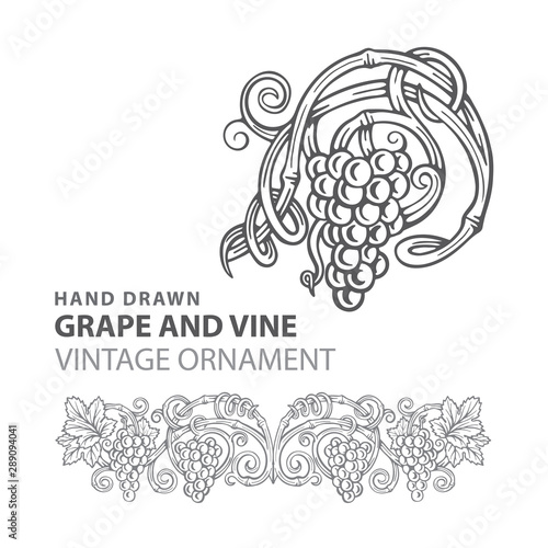 Grape. Hand drawn grape and vine engraving style illustrations set. Bunch of grapes vector design element. Grape and vine logo and background. Wine theme grape and vine vintage style ornament. Part of
