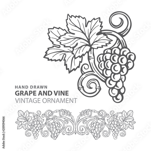 Grape. Hand drawn grape and vine engraving style illustrations set. Bunch of grapes vector design element. Grape and vine logo and background. Wine theme grape and vine vintage style ornament. Part of