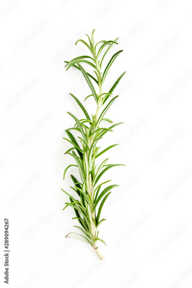 Green branchs and leaves of rosemary isolated on a white background. Мedicinal herbs. Flat lay. Top view Green branchs and leaves of rosemary isolated on a white background. Мedicinal herbs. Flat lay. Top view