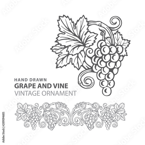 Grape. Hand drawn grape and vine engraving style illustrations set. Bunch of grapes vector design element. Grape and vine logo and background. Wine theme grape and vine vintage style ornament. Part of