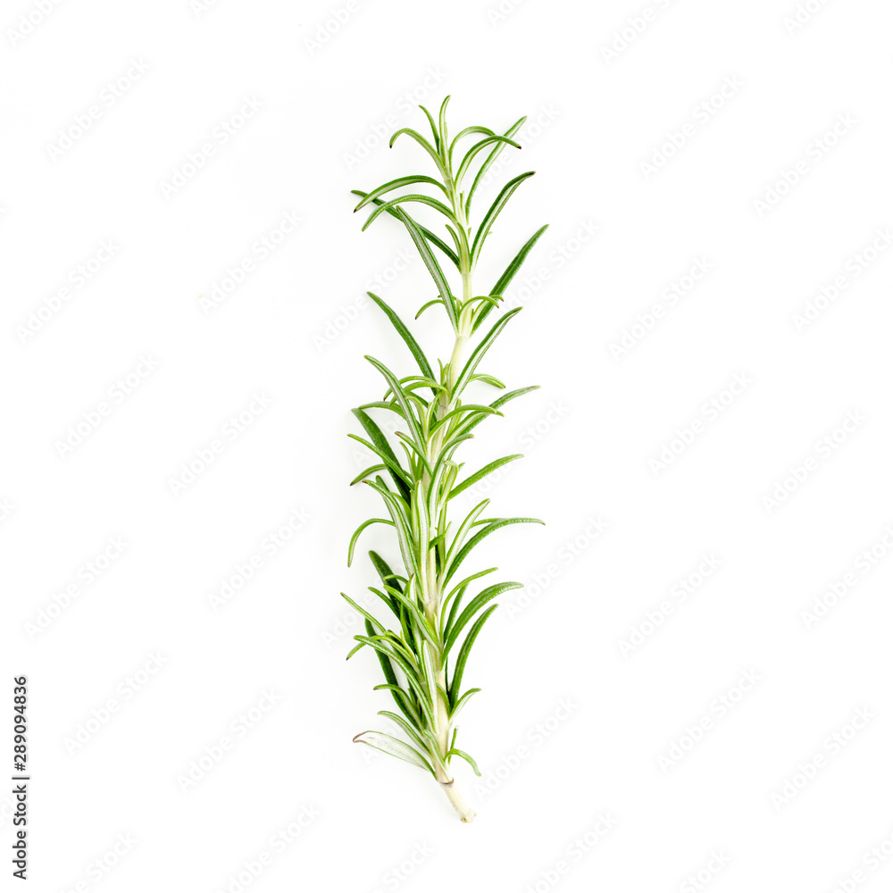 Green branchs and leaves of rosemary isolated on a white background. Мedicinal herbs. Flat lay. Top view Green branchs and leaves of rosemary isolated on a white background. Мedicinal herbs. Flat lay. Top view