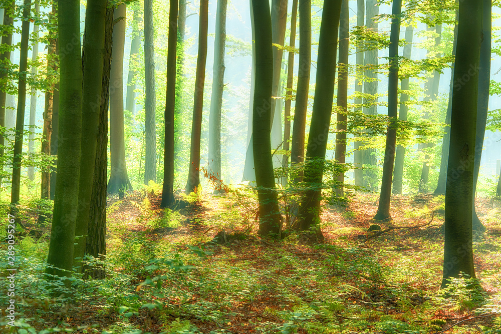 Obraz premium Beautiful morning in the forest