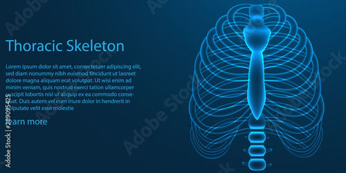 Thoracic skeleton. X ray theme concept on blue background. vector illustration.