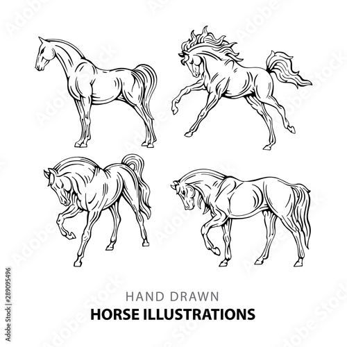 Horse. Hand drawn horse illustrations set. Sketch drawing horses in different poses.
