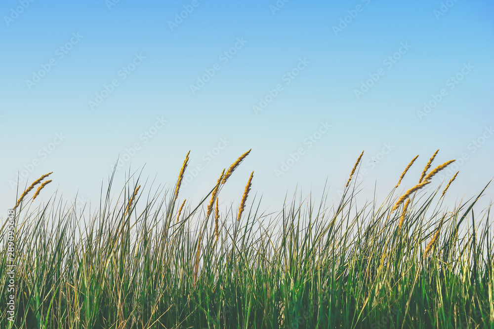 green grass with spikelets against the sky. green grass with spikelets against the sky.