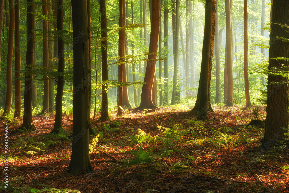 Obraz premium Beautiful morning in the forest
