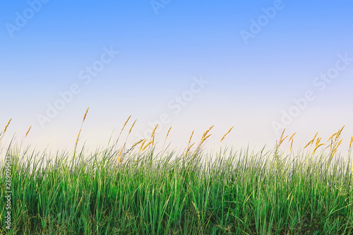 green grass with spikelets against the sky.