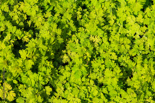 Background of green leaves in Northern Norway