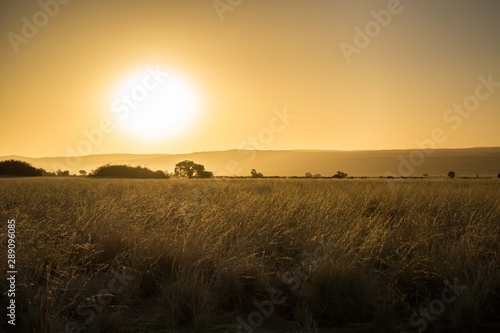 Sunset over the African savannah  landscape  showing waving grass  orange sky  and vast plain with no people or animals around. Copy space at top and bottom. Suitable for peaceful poster or meme