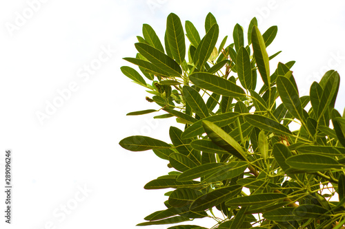 green leave isolated on white background