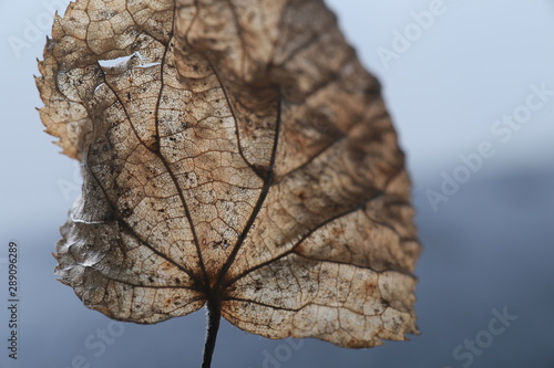 Leaf