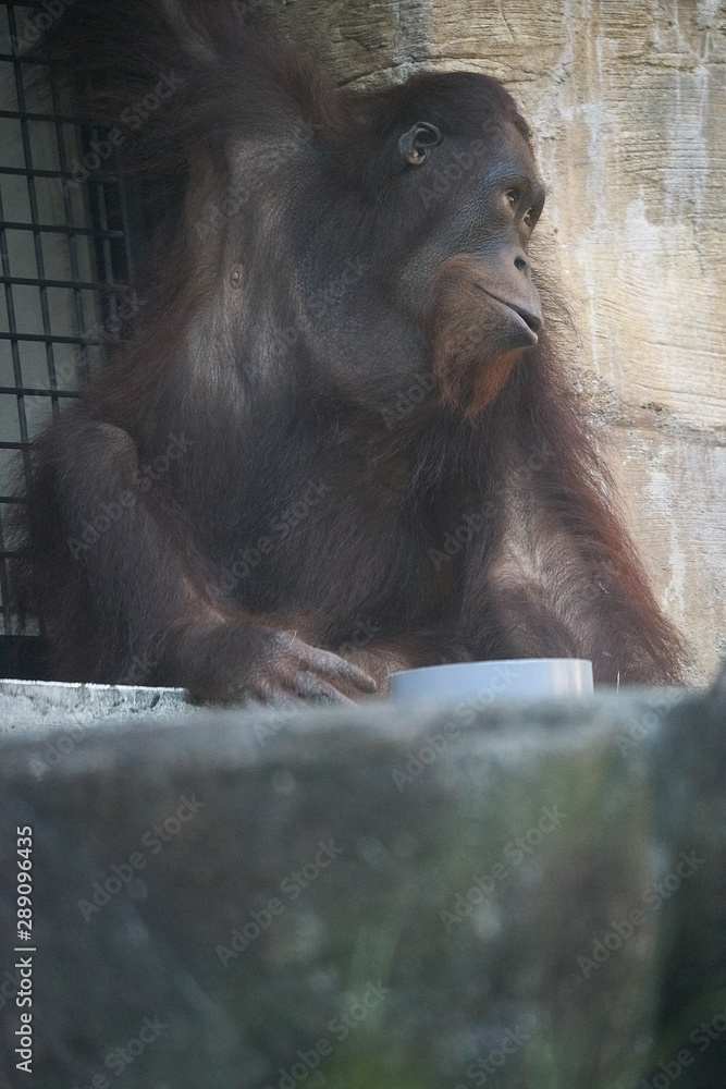 ボルネオオランウータン ボルネオオランウータン