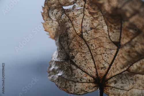 Leaf