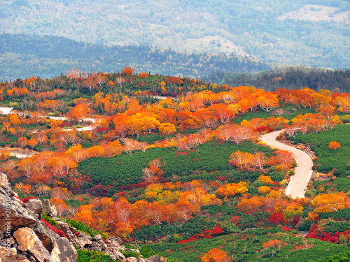鮮やかに紅葉した高原道路(norikura高原)