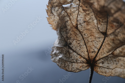 Leaf