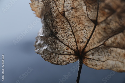 Leaf