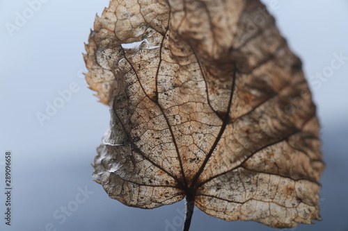 Leaf