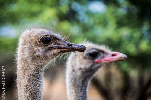 Close-up of Ostrich head and beak, blurry background
