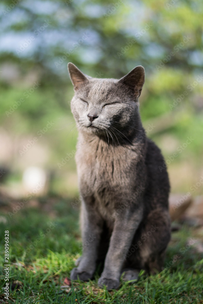Grey cat sitting on the grass, in the sun, relaxing with eyes closed