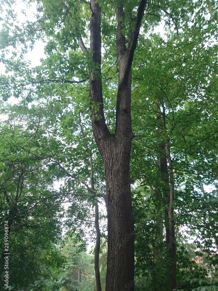 Fototapeta premium Natur. Hannover. Park.